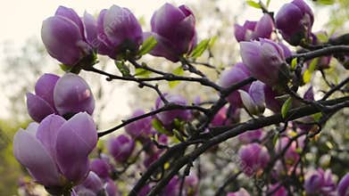 Magnolia flowers blossom on tree branch in the garden. Beautiful Magnolia pink flowering branches against blue sky.