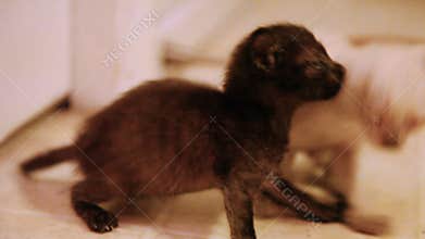 Two scrawny feral kittens that have been rescued after being abandoned by mother, wrestle around