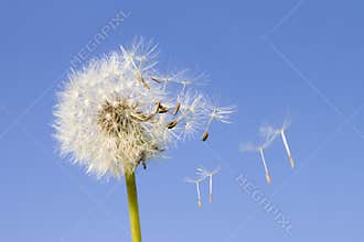 Dandelion seeds