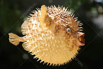 Front view of a blow fish or porcupine fish