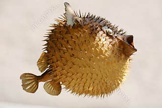 Front view of a blow fish or porcupine fish
