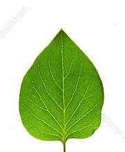 Green leaf