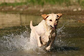 Pure Joy I