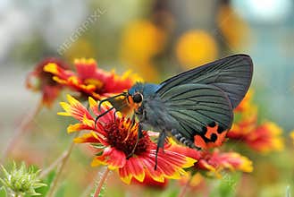 Butterfly love flower