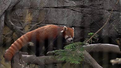 Red Panda Ailurus fulgens in Zoo Behind Cage Bars. Animal Violence. Endangered Species of Asia