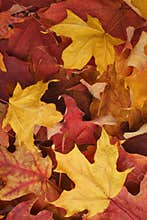Autumn leaves background