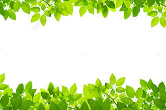 Green leaves background