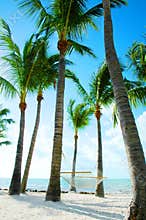 Hammock Amongst Palm Trees