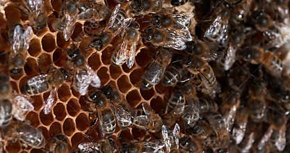 European Honey Bee,  apis mellifera, Bees on a wild Ray, dance to indicate the foraging area - Bee Hive in Normandy, Real Time 4K