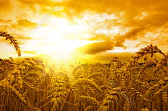 Golden sunset