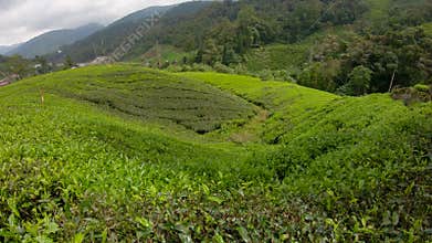 Slowmotion wide-angle shot of a big tea plantation. Travel to Sri Lanka concept