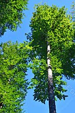 Very tall deciduous trees on the shore of lake Malaya Ritsa