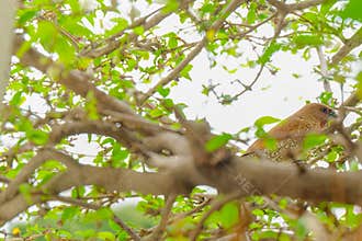 Cute Sparrow Birds on the branches.