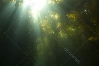 Sunlight underwater kelp forest,catalina island