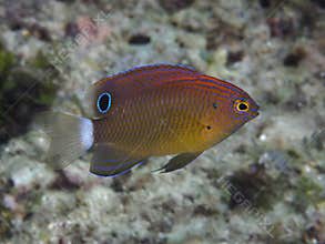 Speckled damselfish