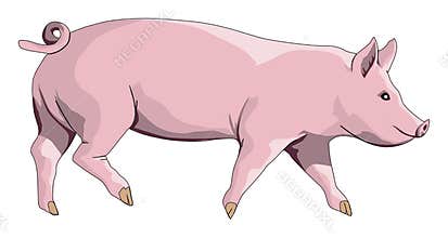 Pig