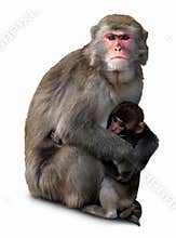 Japanese Macaque, Macaca fuscata