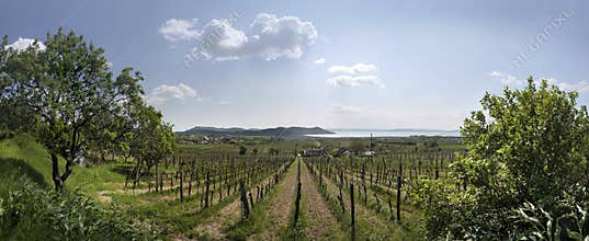 Vineyards at Lake Balaton