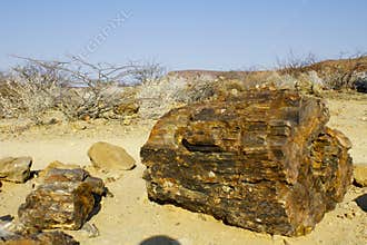 Petrified Forest, Natural Reserve