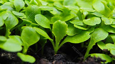 Growing plants in spring timelapse, sprouts germination newborn cress salad plant in greenhouse agriculture