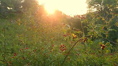 Spinning around a bush of rose hip during the sunset