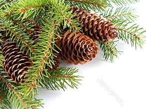 Fir cone on the branch