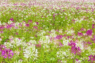 Beautiful purple and white flowers in bloom, Jilin, China