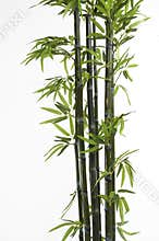 Bamboo
