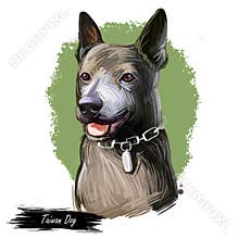 Taiwan Dog breed, Formosan Mountain Dog, Taiwanese Canis Native Takasago puppy. Digital art. Animal watercolor portrait closeup