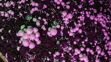 Timelapse: champignon mushrooms grow in an industrial garden. Fresh new mushrooms sprout from the ground. Ecological