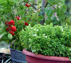 Container gardening basil and tomato