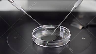 Process of in vitro fertilization in laboratory