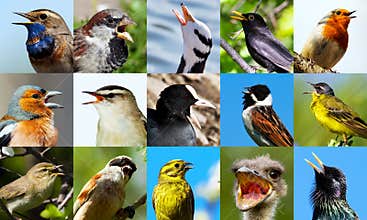 Singing birds.