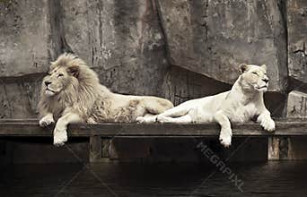 Two Lions