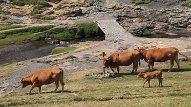Cattle in Pyrenees