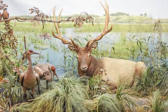 Reindeer with Large Antlers Display