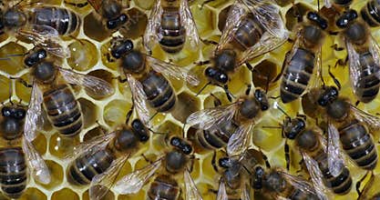 European Honey Bee,  apis mellifera, Black Bees on a frame with nectar and pollen, Bee Hive in Normandy, Real Time 4K