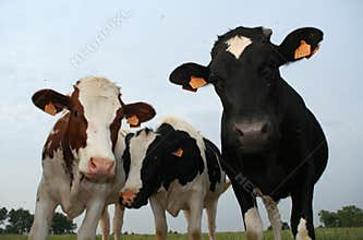Three cows