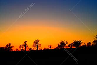 Tree silhouettes in orange yellow sky.