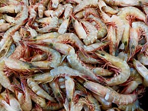 A catch of prawns