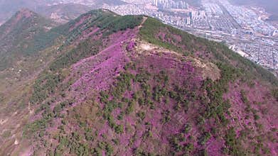 Cheonjusan Mountain Jindallae Azalea Flower Blooming , Changwon, Gyeongnam, South Korea, Asia