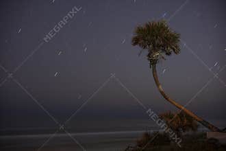 Star-Trails and a Palm Tree in Daytona Beach, Flordia