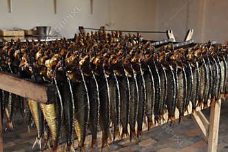 Herring
