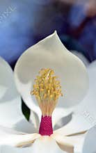 Closeup of a magnolia grandiflora flower carpels and stamens