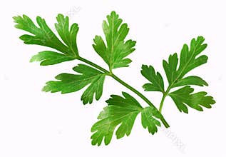 Parsley