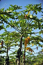 Papaya tree