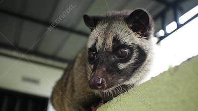 Pandanus-smelling animals Paradoxurus hermaphroditus
