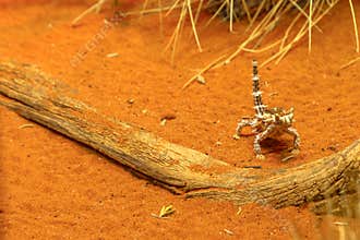 Thorny devil at desert