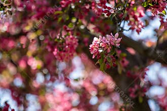 Blooming Crabapple Tree
