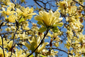 Yellow Magnolia Blossoms